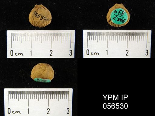 Uncinulus sp.