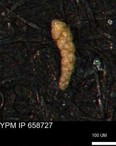 Verneuilinoides kansasensis