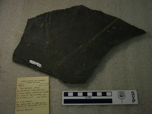 Tanytrachelos ahynis
