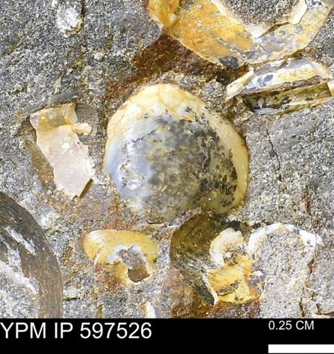 Protocardia sp.