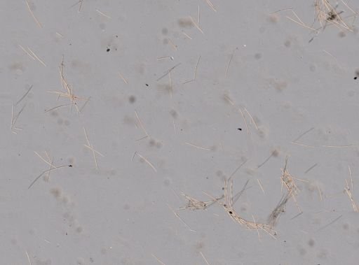 Halichondria