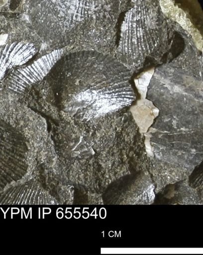 Oxytoma (Hypoxytoma) nebrascana