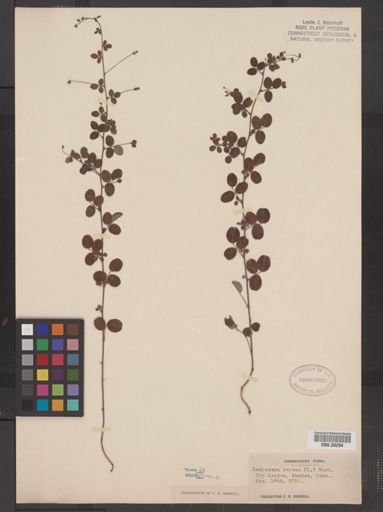 Lespedeza repens