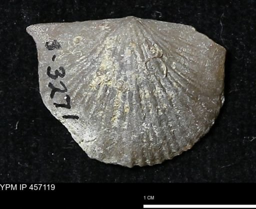 Stropheodonta sp.