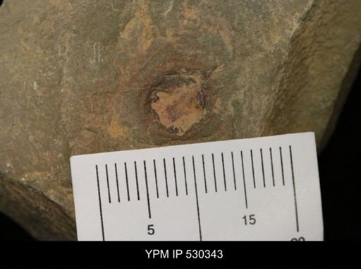 undet. Xiphosurida
