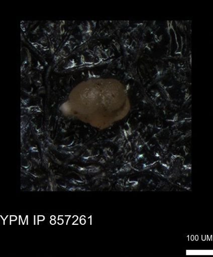 undet. Foraminiferida