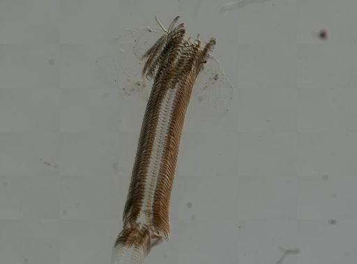 Elimia virginica