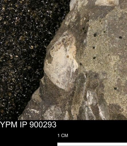 undet. Mollusca