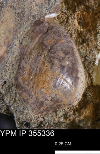 Limopsis sp.
