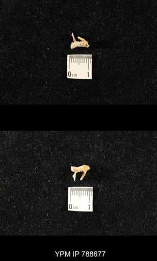 taxon undetermined