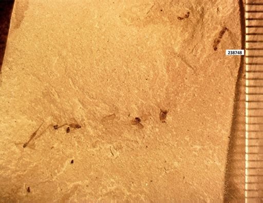 Staphylinidae?