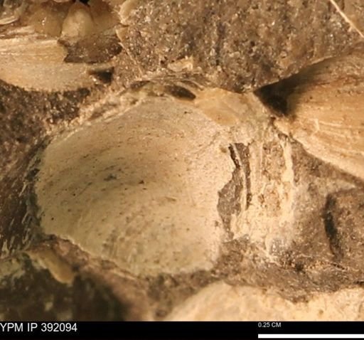 Protocardia sp.
