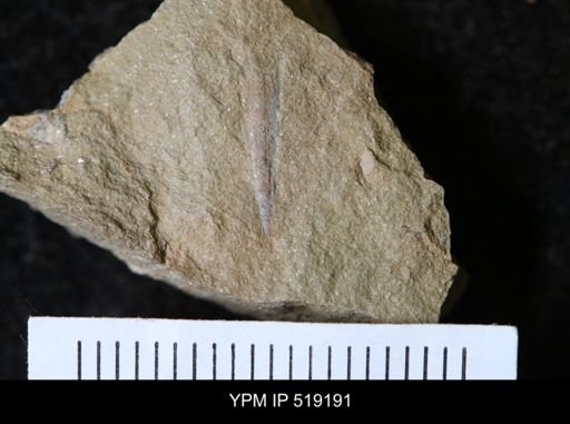 undet. Hyolithida