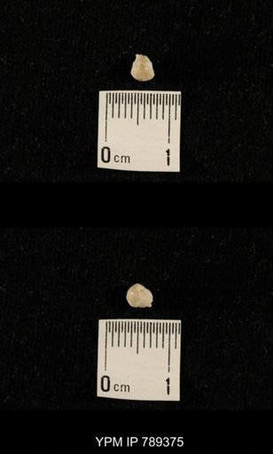 undet. Bryozoa