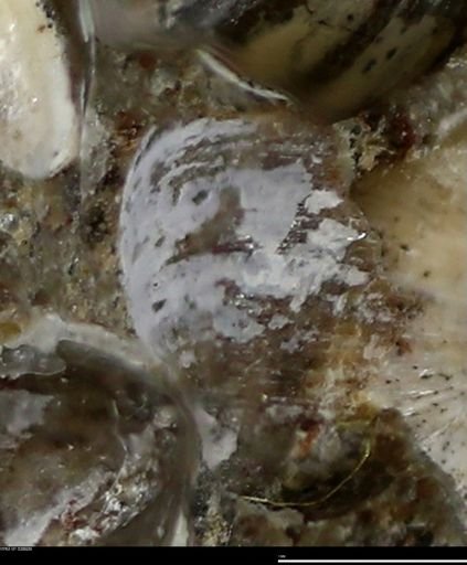Corbulamella gregaria