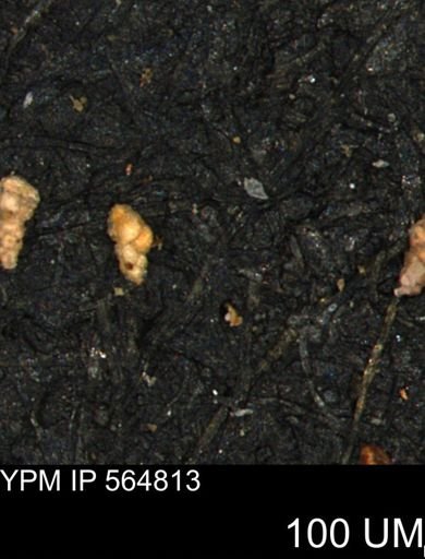 Verneuilinoides kansasensis