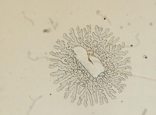Erichsonella filiformis