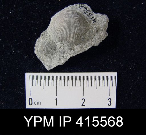 Rhipidomella uberis
