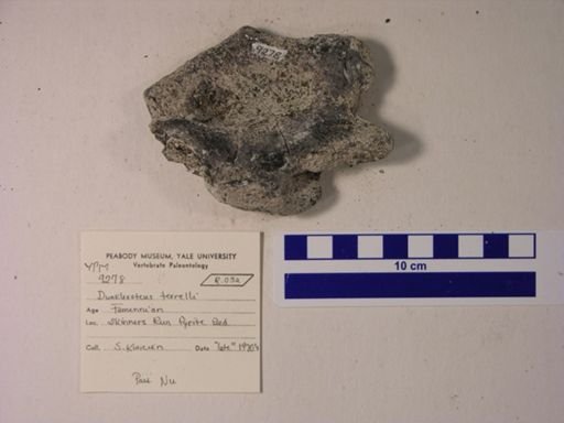 Dunkleosteus terrelli