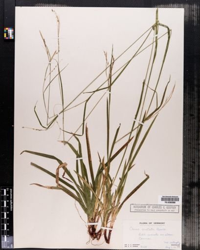 Carex arctata