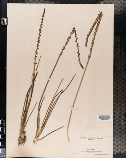 Triglochin maritima