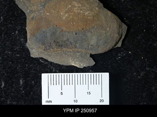 Eurypterus pittsfordensis