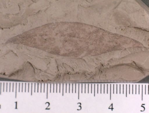 Andromeda novae caesareae