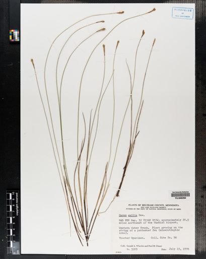 Carex exilis