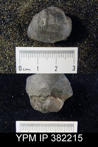 Quasiavonia aculeatus