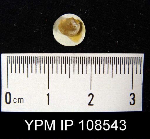Dalmanella sp.