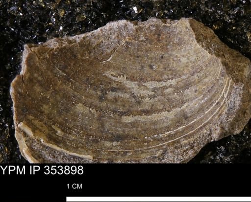 undet. Bivalvia
