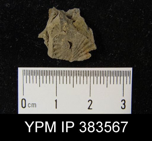 Leptocoelia flabellites