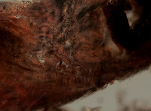 Ircinia