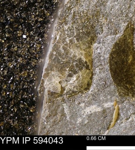 undet. Mollusca