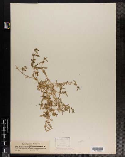 Plantae