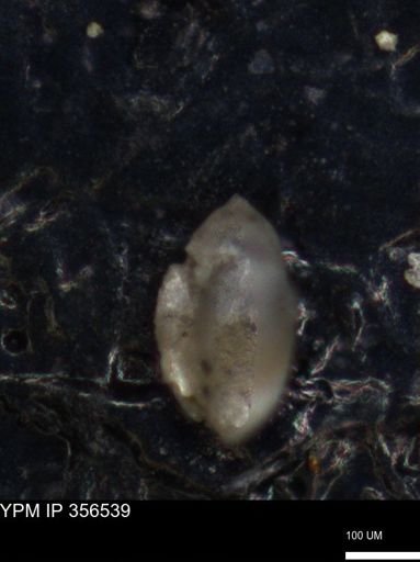 undet. Foraminiferida