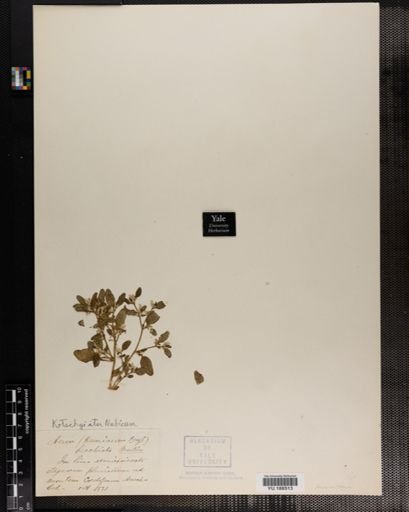 Plantae