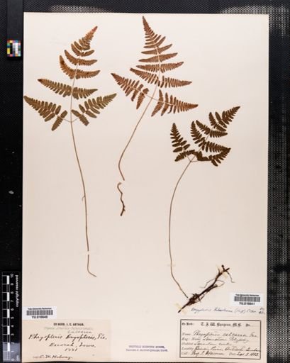 Dryopteris