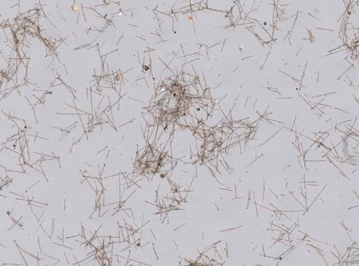 Stromatospongia norae