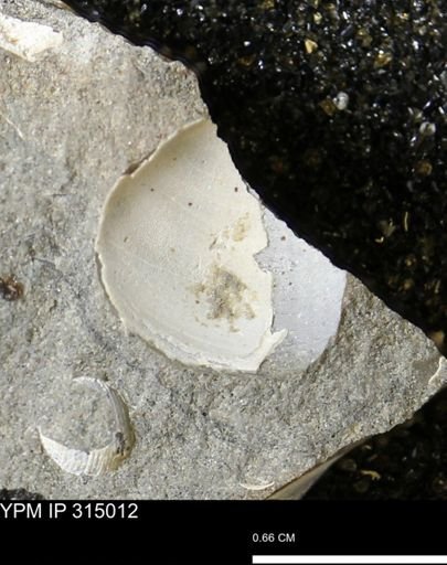 undet. Bivalvia