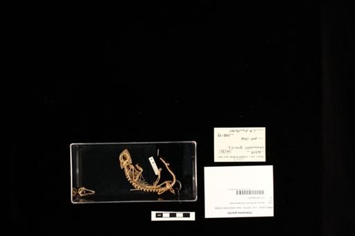 Chamaeleo gracilis