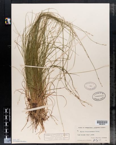 Carex brunnescens