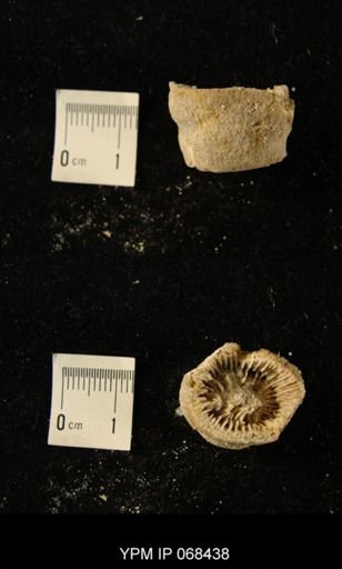 Enterolasma cf. geometricum