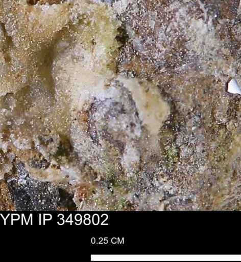 undet. Mollusca