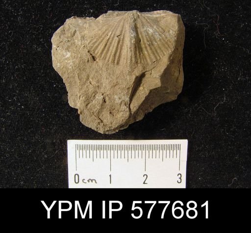 Spirifer cameratus