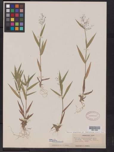 Panicum lanuginosum