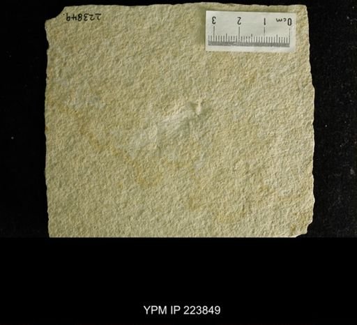 Panorpidium phyllophora