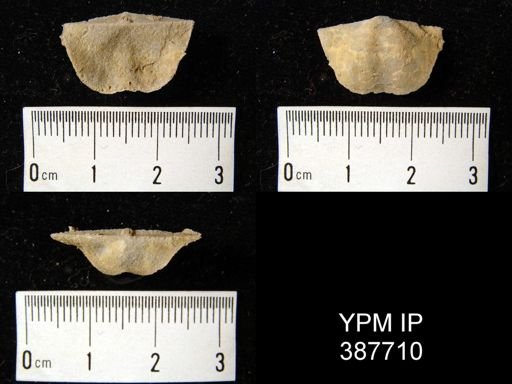 Dyoros sp.
