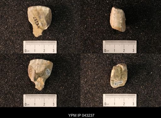 Hoploscaphites nicolletii