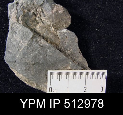 Diaphragmus